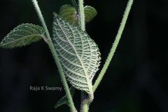 Vernonia peninsularis var. peninsularis